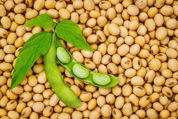 Soya Fasulyesi Nasıl Tüketilir?