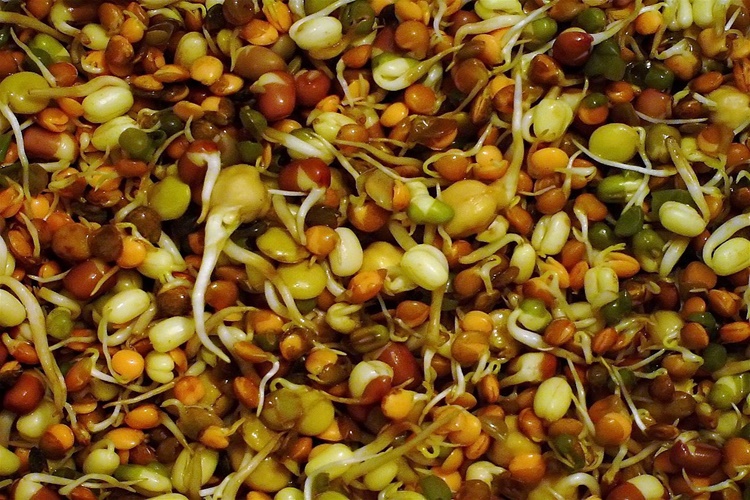 Soya Filizi Bozulur Mu?