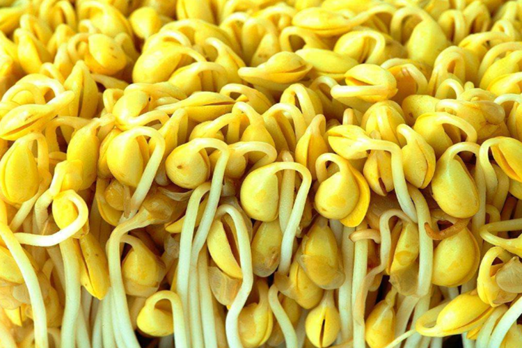 Soya Filizi Buzlukta Saklanır Mı?