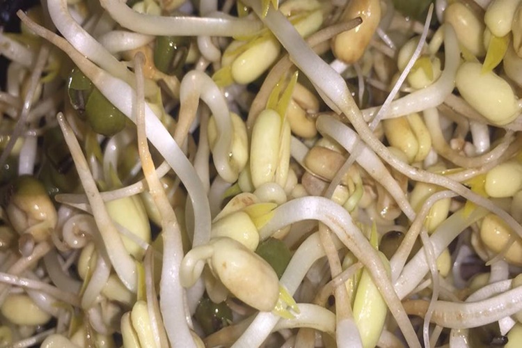 Soya Filizi Evde Nasıl Yetiştirilir?