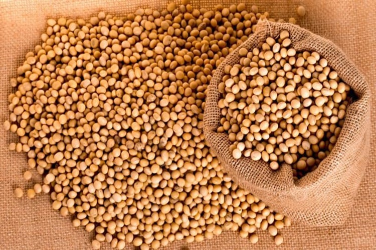 Soya Fıstığı Kaç Kaloridir?