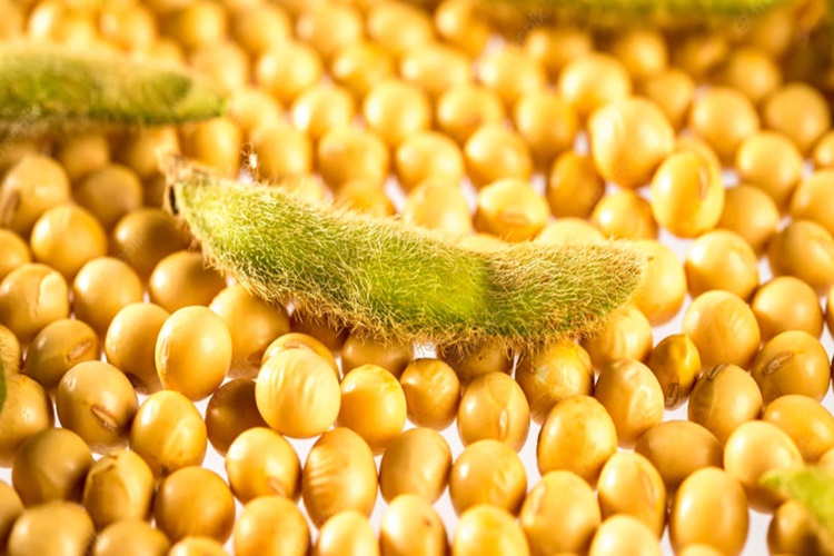 Soya Gluten İçerir Mi?