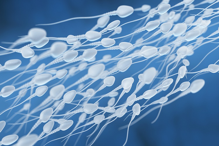 Sperm Kaç Gün Yaşar?