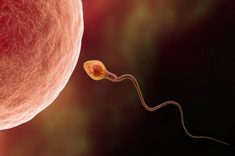 Sperm Nasıl Oluşur?