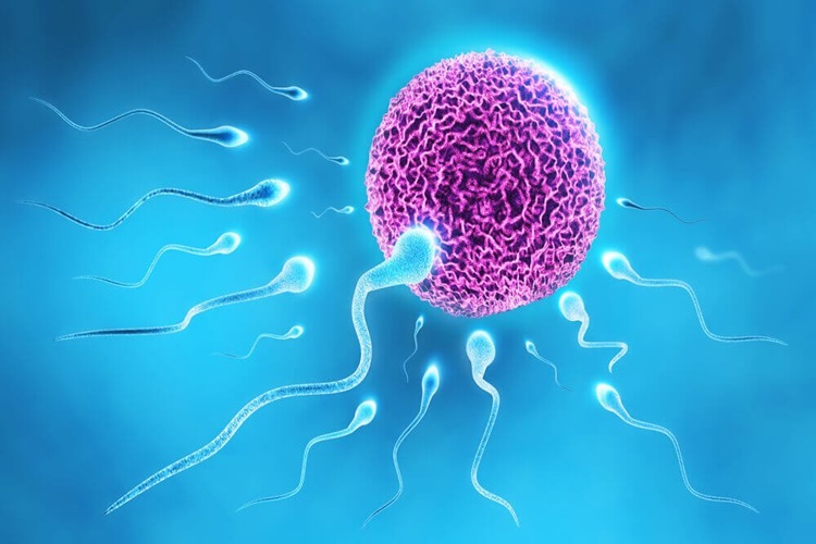Sperm Rahimde Kaç Gün Yaşar?