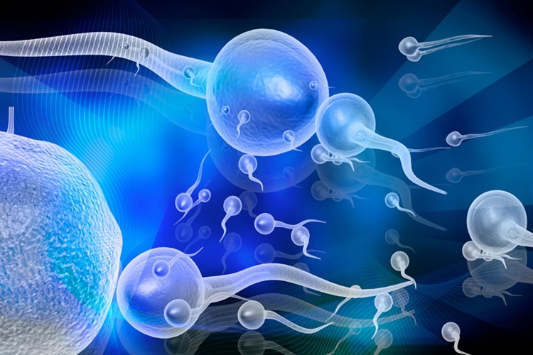 Sperm Testinde Lökosit Görülmesi Nedir?