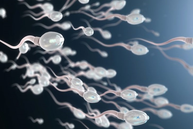 Sperm Testinde Lökosit Kaç Olmalı?