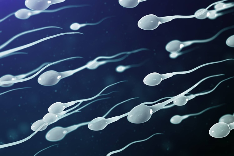 Spermde Lökosit Nedir?