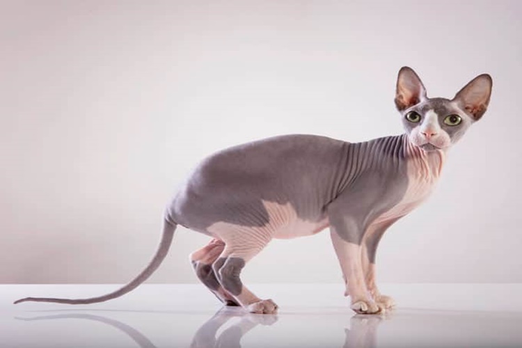 Sphynx Kedisi Kaç Yıl Yaşar?