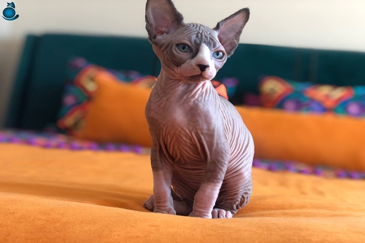 Sphynx Kedisi Nasıl Bakılır?