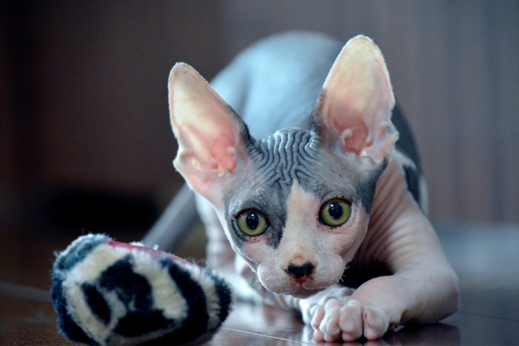 Sphynx Kedisi Nereden Alınır?