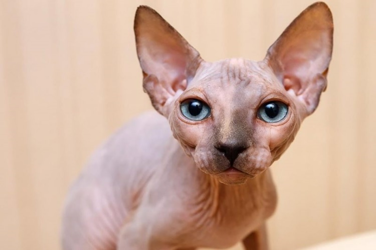 Sphynx Kedisi Özellikleri Nelerdir?