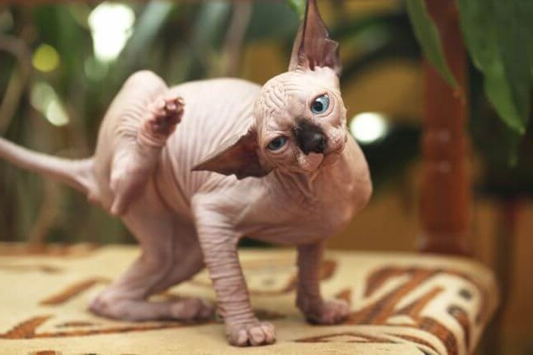 Sphynx Kedisi Sahiplenme Nasıl Yapılır?