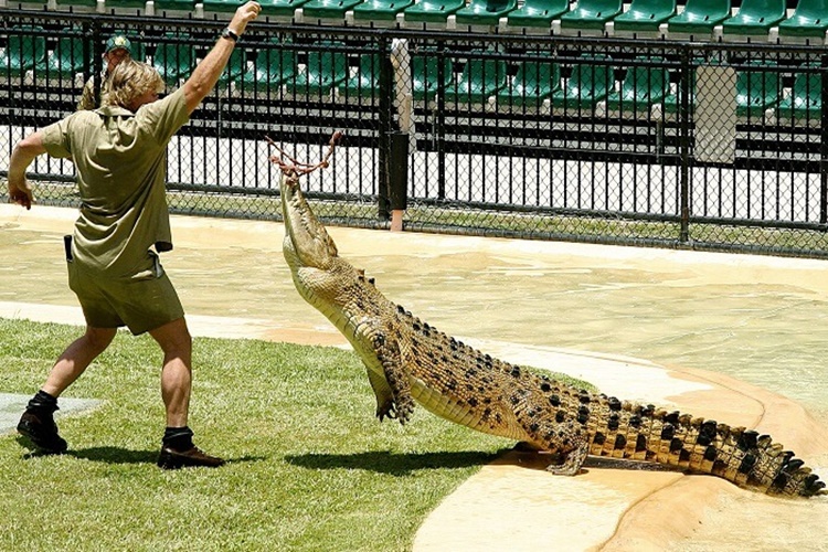 Steve Irwin Mesleği Nedir?