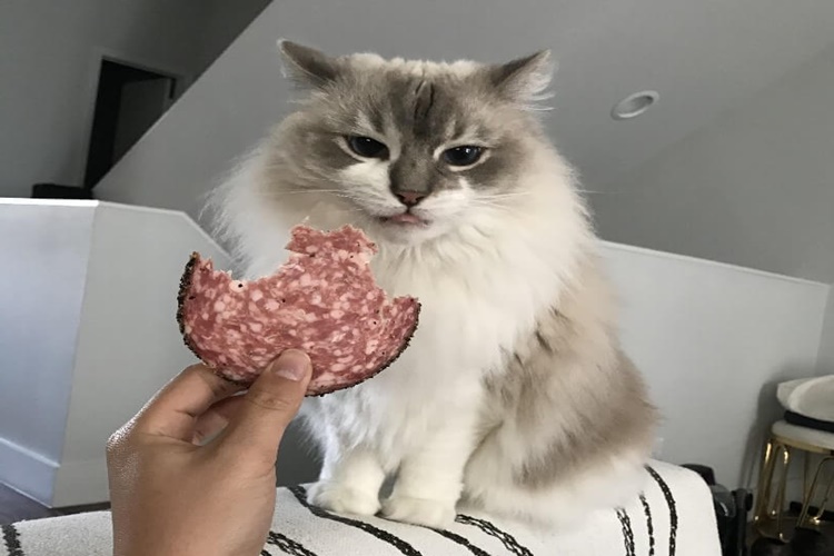 Sucuk Kedilere Zararlı Mı?
