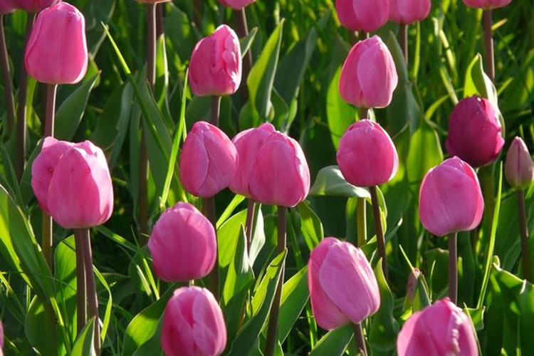 Suda Lale Bakımı Nasıl Olunur?