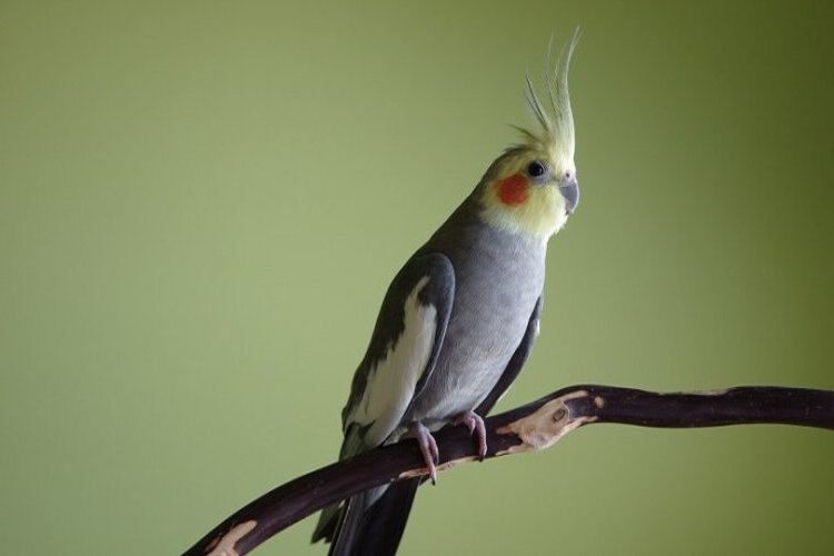 Sultan Papağanı Cinsiyet Ayrımı Nasıl Yapılır?