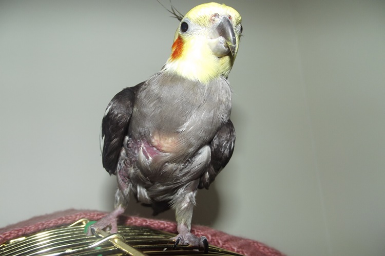 Sultan Papağanı İlk Tüy Değişimi Kaç Aylıkken Olur?