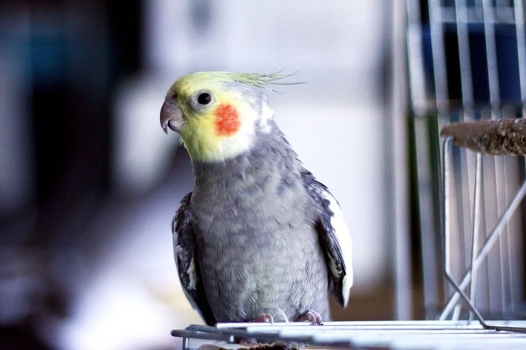 Sultan Papağanı Sahibine Aşık Olur Mu?