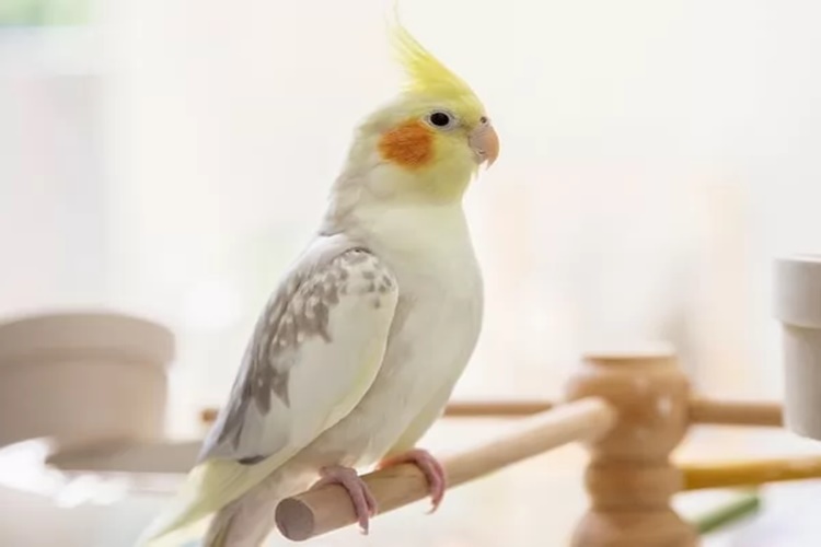 Sultan Papağanı Susuz Kaç Gün Yaşar?