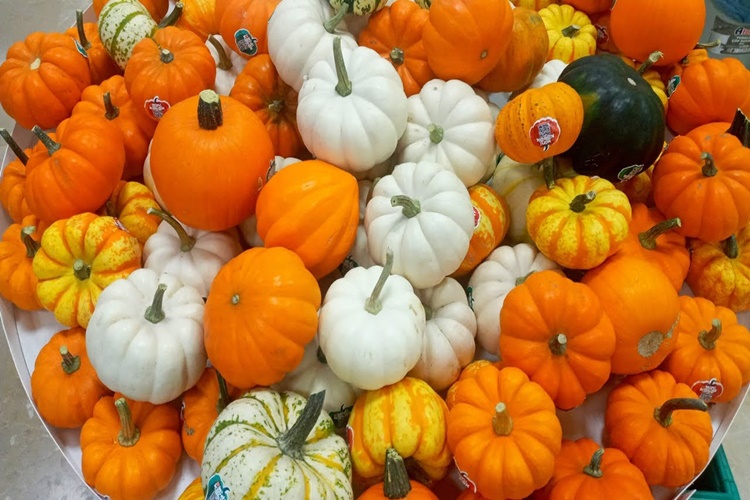 Süs Kabağı Ne Zaman Toplanır?