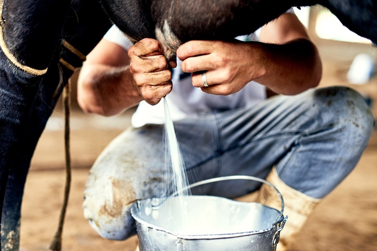 Süt Veren İnek Kurbanlık Olur Mu?