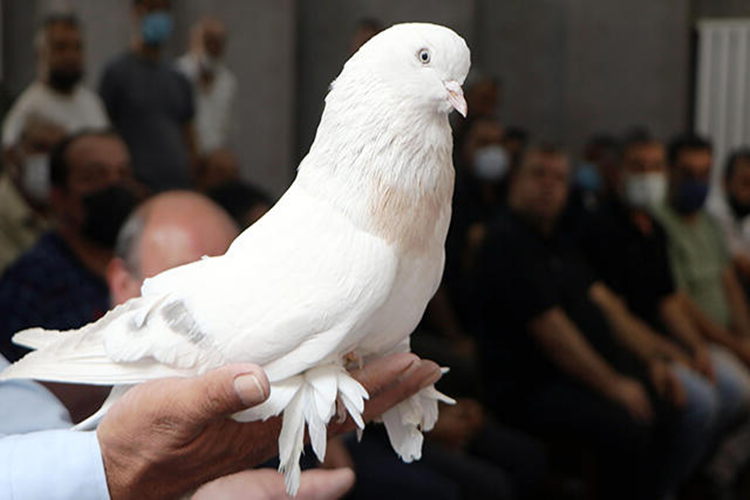 Taklacı Güvercin En Fazla Kaç Takla Atar?