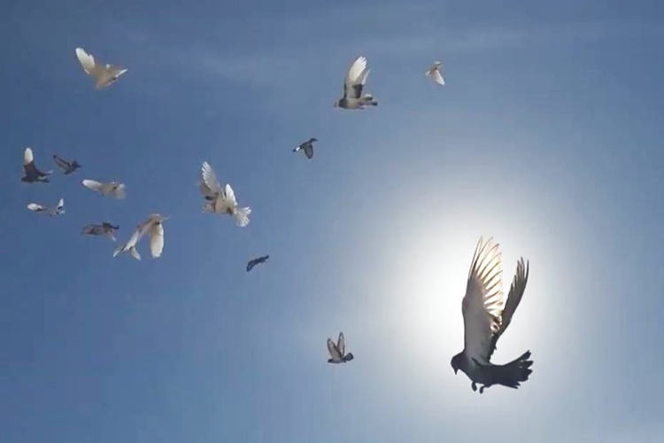 Taklacı Güvercin Soyu Nereden Gelir?