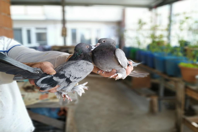 Taklacı Güvercin Yumurtası Kaç Günde Çıkar?