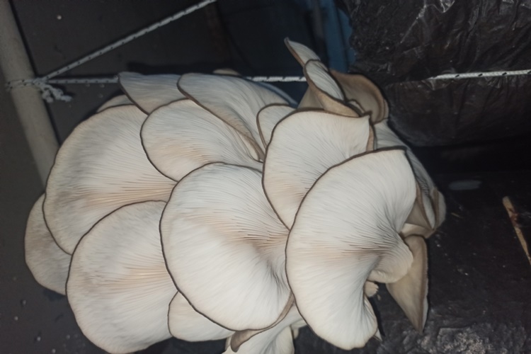 Talaşta İstiridye Mantarı Nasıl Yetiştirilir?