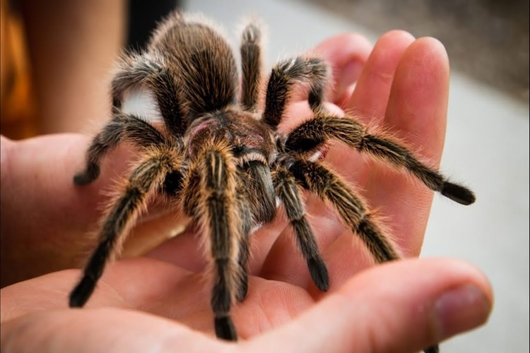 Tarantula İnsana Zarar Verir Mi?