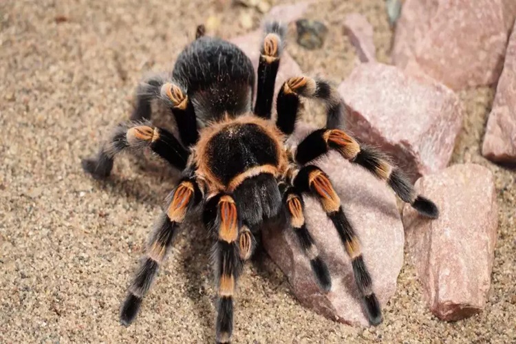 Tarantula Öldürür Mü?
