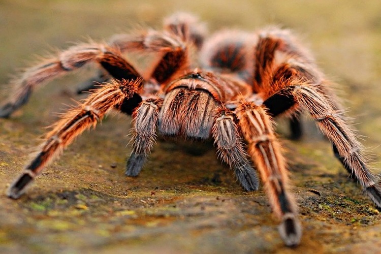  Tarantula Zehirli Mi?