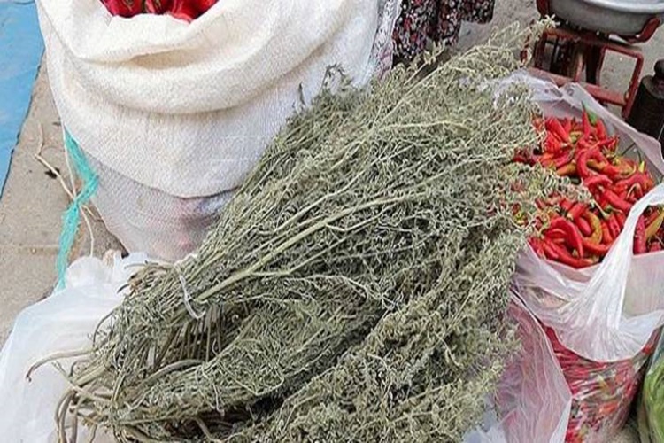 Tarhana Otu Aktarda Bulunur Mu?