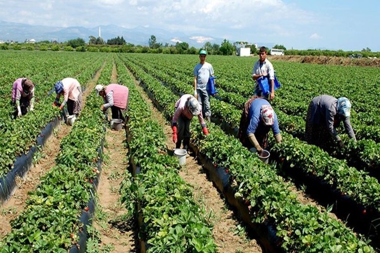 Tarım Sigortaları Nedir?