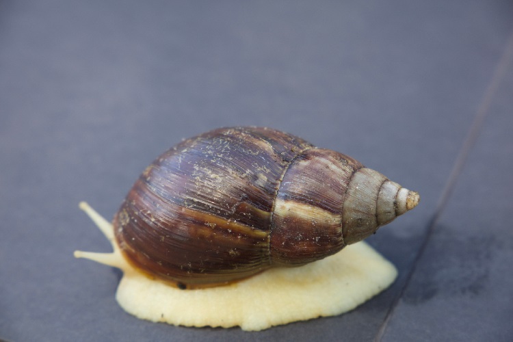 Tatlı Su Salyangozu Zehirli Mi?