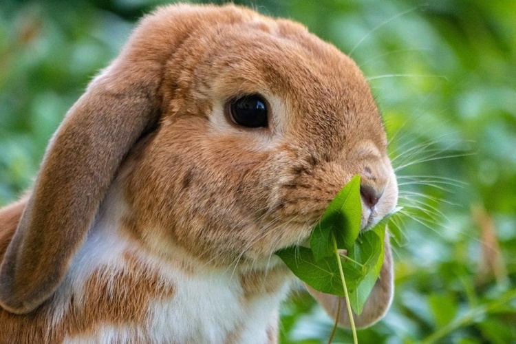 Tavşan Uçakta Taşınır Mı?