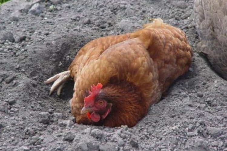 Tavuk Biti Kaç Gün Yaşar? Güncel Oku