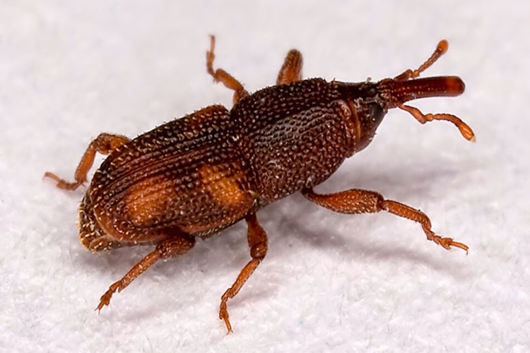 Tavuk Bitine Mazot İyi Gelir Mi?