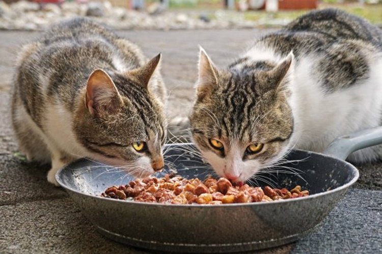 Tavuk Ciğeri Kediye Nasıl Verilir?