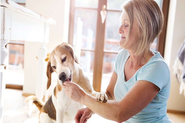 Tavuk Ciğeri Köpeklere Zararlı Mı?