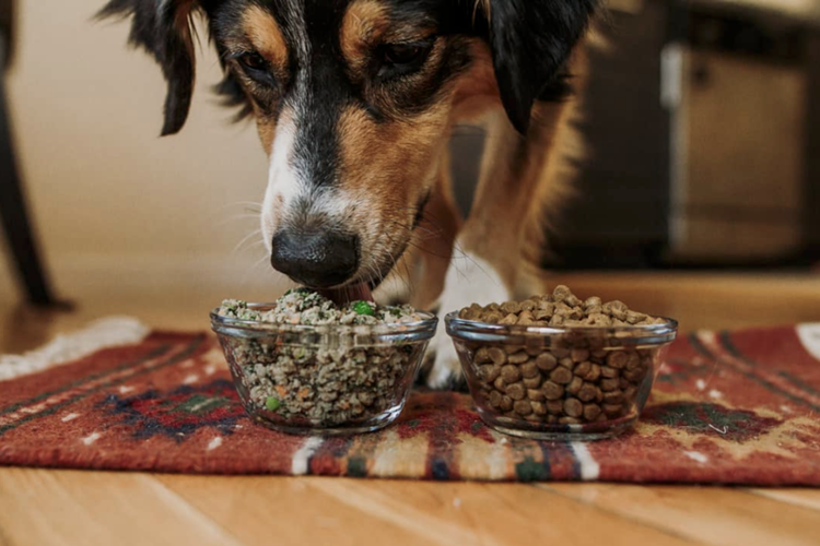 Tavuk Ciğeri Köpekleri Zehirler Mi?