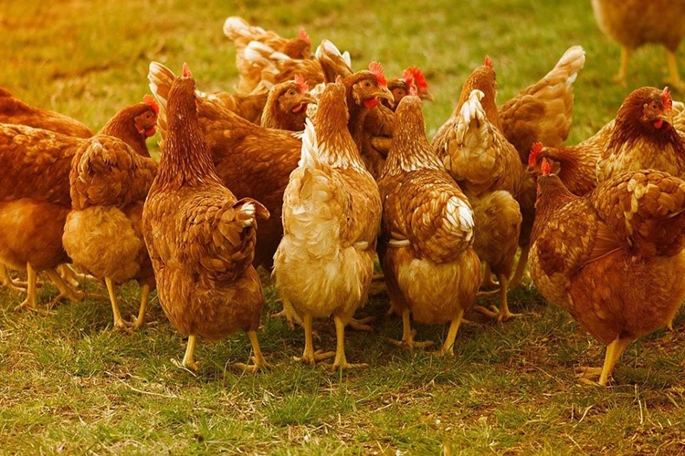 Tavuk Vebası Hayvandan İnsana Bulaşır Mı?