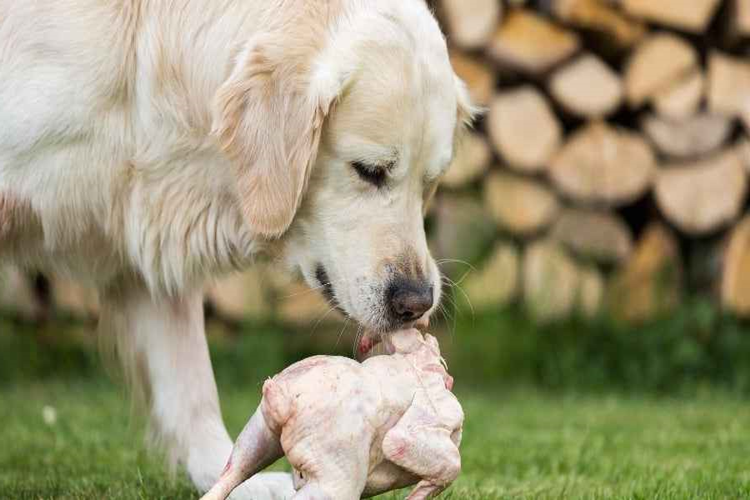 Tavuk Yiyen Köpek Nasıl Eğitilir?