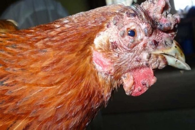 Tavuklarda Çiçek Hastalığı İnsana Bulaşır Mı?