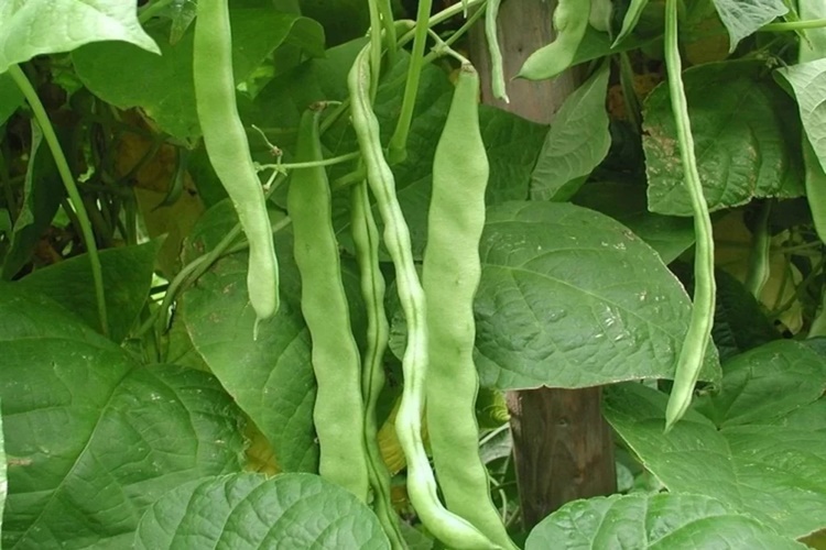 Taze Fasulye Hangi Ayda Toplanır