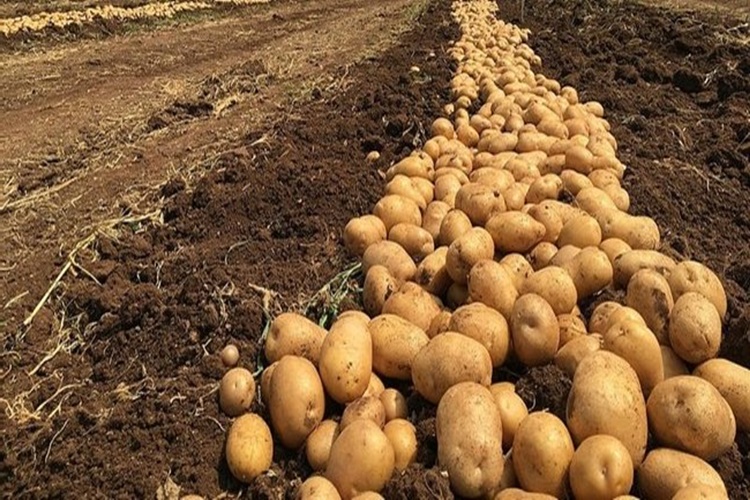Taze Patates Hangi Ayda Toplanır