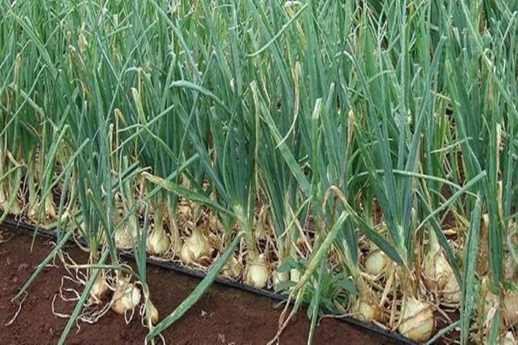 Taze Soğan Ağız Kokusu Yapar Mı?