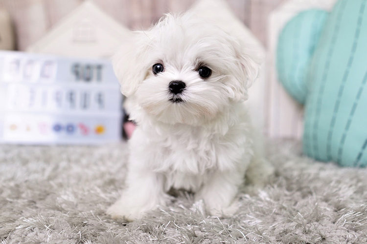 Teacup Köpek Fiyatı 2023 Ne Kadar?