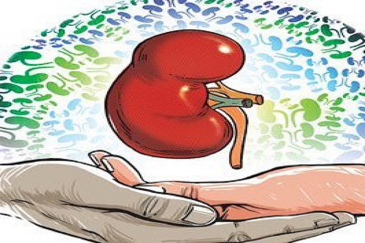 Tek Böbrekli İnsanlar Yüzde Kaç Rapor Alır?